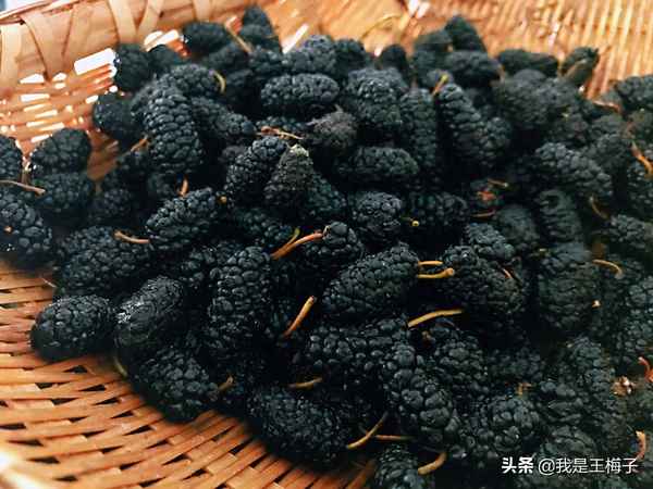 桑葚干泡酒的制作方法;桑葚干泡酒的制作方法和步驟視頻