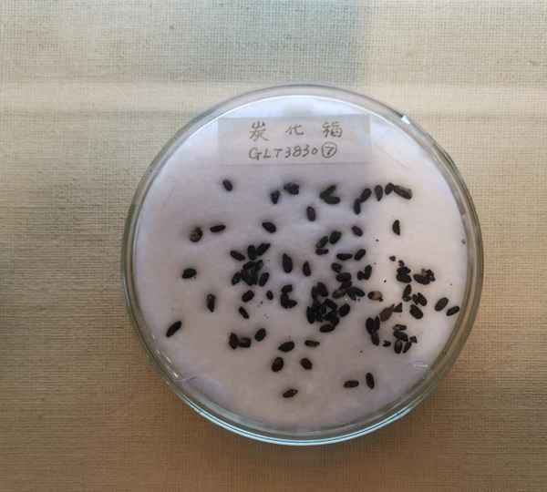 水稻啥时候进入中国(水稻啥时候进入中国市场)