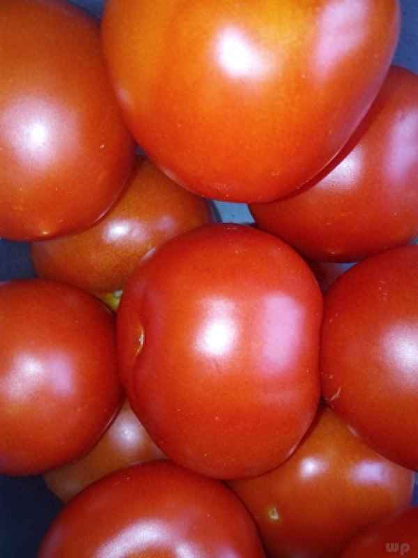 西紅柿排骨湯正宗做法、番茄排骨湯圖片高清