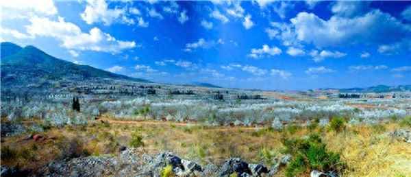 梨花似雪满院春光_梨花似雪满枝头