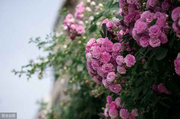 你若无情我便休,往事如昨易白头;你若无情我便休,往事如昨易白头意思