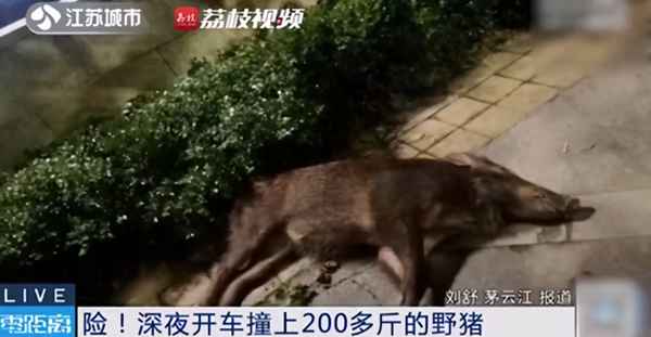 在高速上撞到野猪怎么办-高速上撞到野猪可以投诉吗