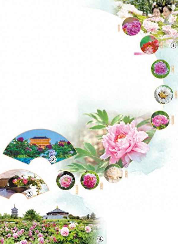 中国洛阳牡丹文化节(中国洛阳牡丹文化节图片)