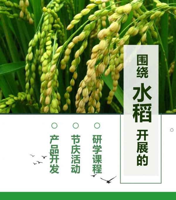 水稻的进阶史思维导图;水稻的进步