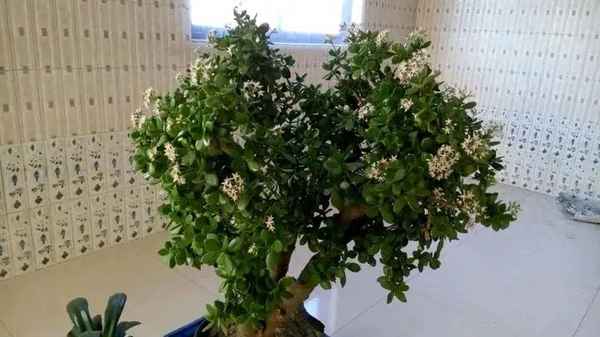 花開富貴象征著什么;花開富貴象征著什么含義