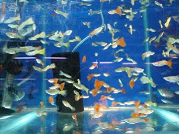 菠蘿魚(yú)品種及圖片(菠蘿魚(yú)好吃嗎)