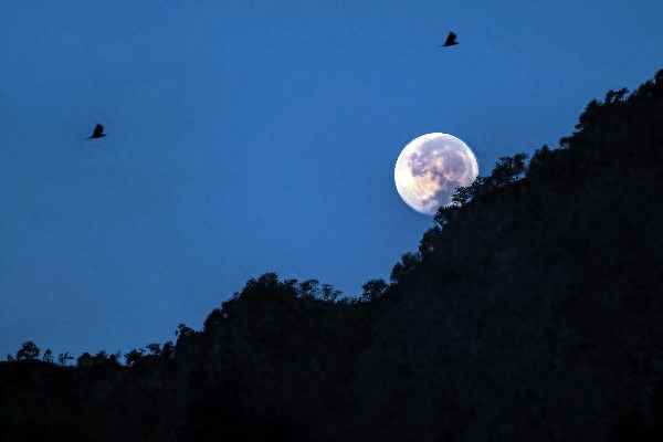 枫桥夜泊是谁写的-枫桥夜泊是谁写的一首诗