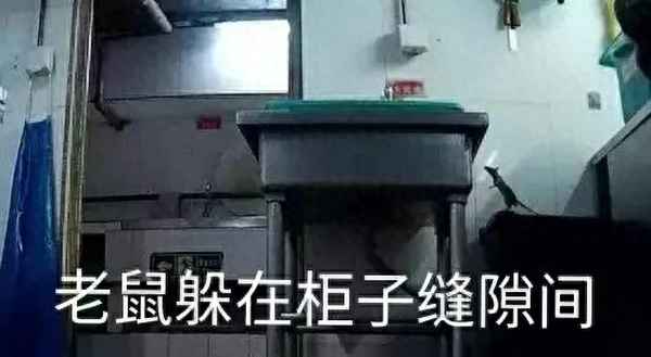 怎么把躲藏的老鼠引出来;老鼠明明在房间但是找不到
