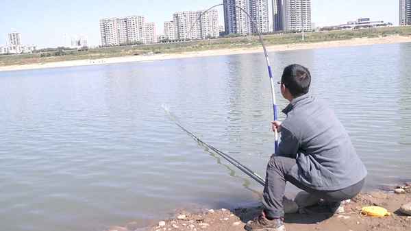 秋刀魚(yú)多少錢(qián)1斤,長(cháng)江秋刀魚(yú)目前市場(chǎng)價(jià)多少一斤