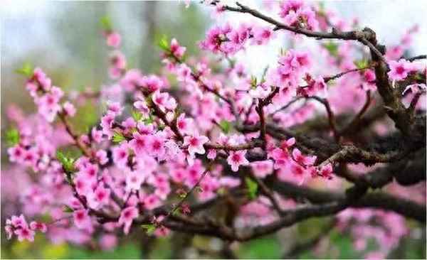 三年級作文植物400字左右—三年級植物作文400個字