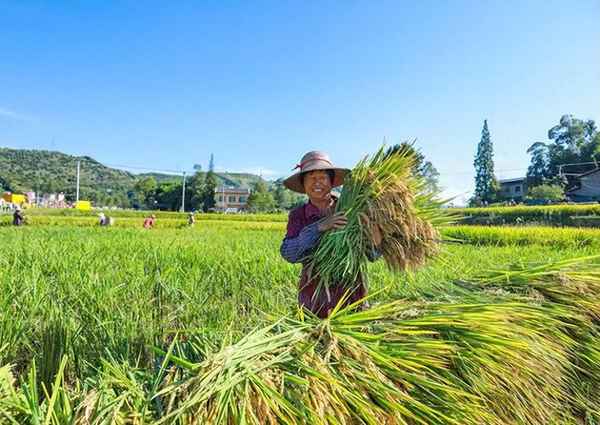 水稻新型栽培技术(水稻种植新技术)