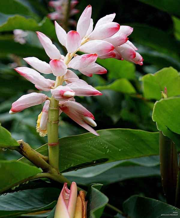 豆蔻图片大全高清图片;豆蔻图片大全大图