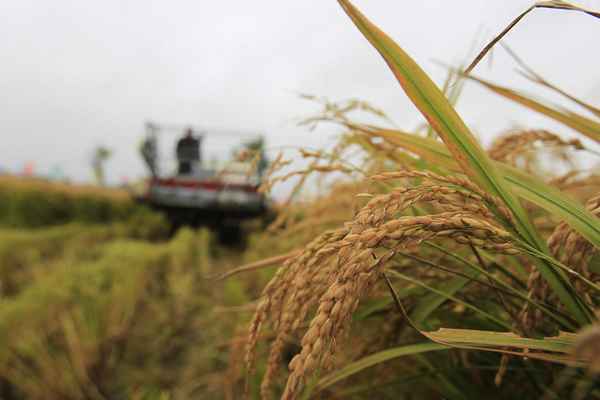 稻米最早发源于哪里;最早的稻米文化发源地
