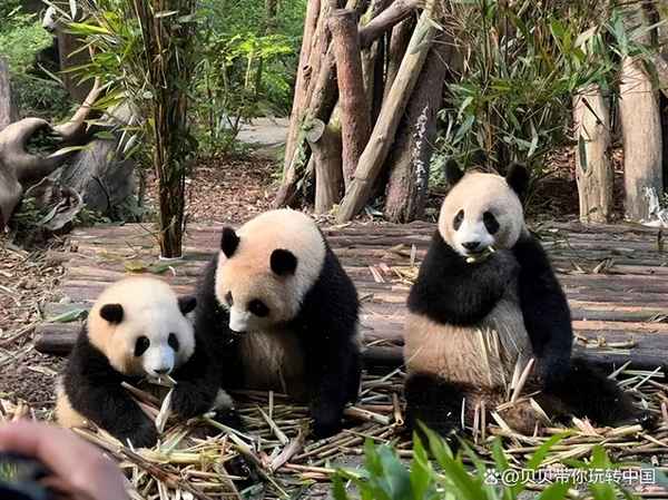 九寨沟旅游要爬山吗(九寨沟要爬好多山吗)