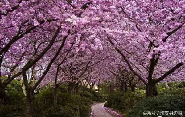 蕭湖公園幾個門可以進,蕭湖公園的噴泉開放時間