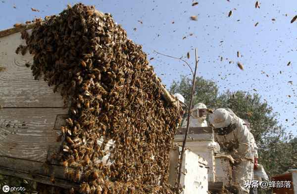 刚收回来的蜜蜂要几天才稳定,蜜蜂刚抓回来要关几天