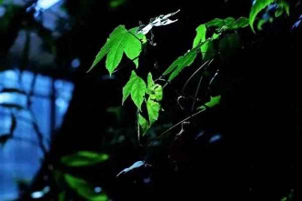 今夜偏知春气暖 虫声新透绿窗纱、今夜偏知春气暖虫声新透绿窗纱改写150字片段