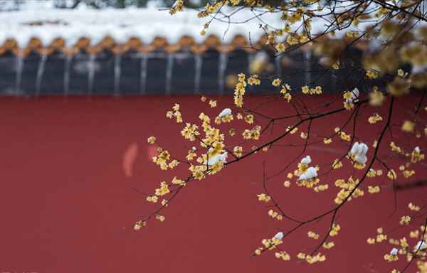 梅花绝句二首的翻译;梅花绝句二首的翻译及注释