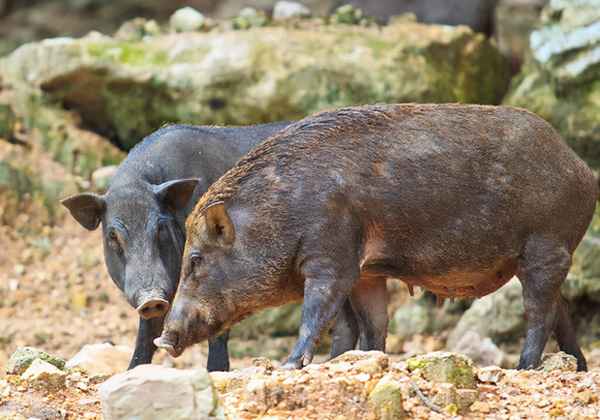野猪是几级保护动物;野猪是几级保护动物2022