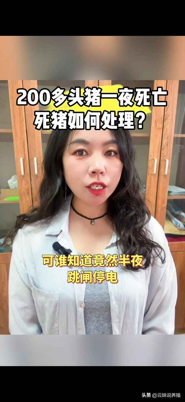 一夜之间猪都死光了—猪一夜间大批死亡