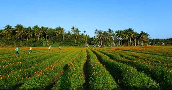 关于大暑的农业谚语、关于处暑的农业谚语