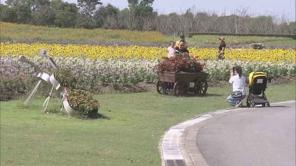 上海周浦花海公園_上海周浦花海公園圖片