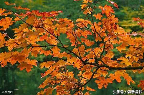 负雪枯枝难奏春歌翻译—负雪怀霜