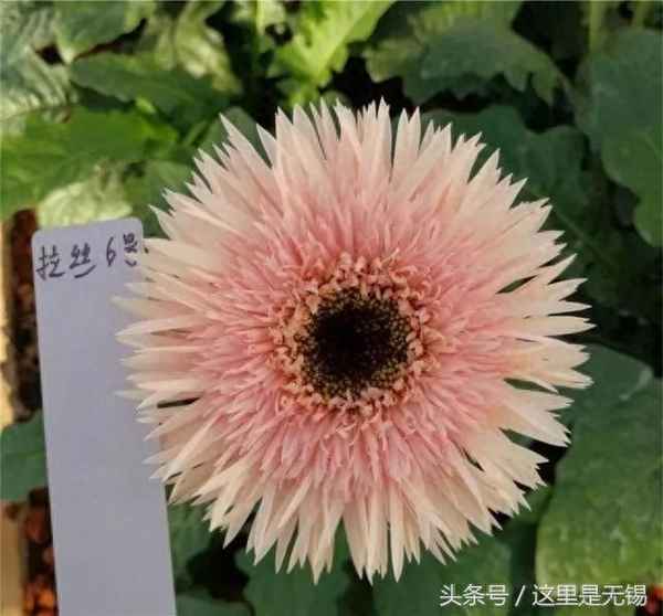 無錫農(nóng)博園門票多少錢一張-無錫農(nóng)博園收門票嗎百度知道
