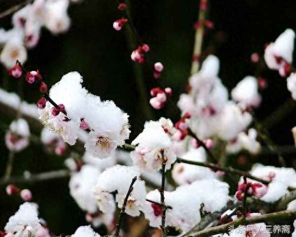 一树梅前一放翁还是一树梅花、一树梅花一放翁的意思是什么