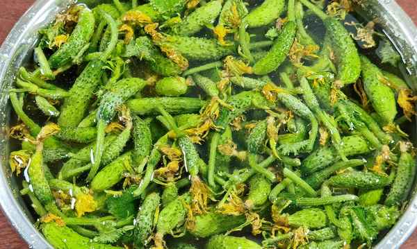 小黃瓜咸菜的腌制方法最簡(jiǎn)單-10斤黃瓜咸菜的腌制方法