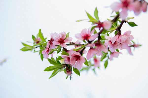 原唱春江水从门前过完整版(春江水从门前过原唱视频)