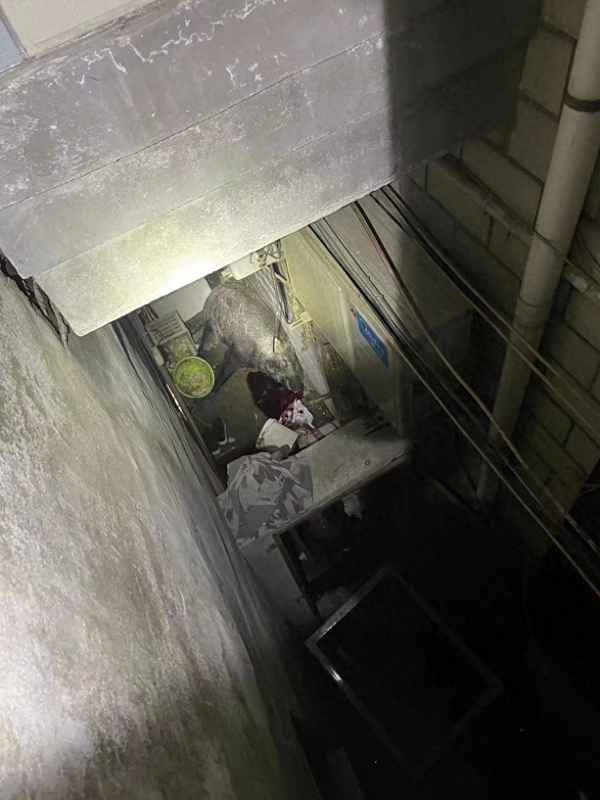 关于野猪伤人的事件,野猪伤人谁承担责任