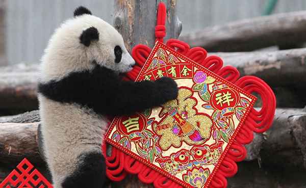 熊貓谷可以現場買票嗎-熊貓谷游玩需要幾個小時