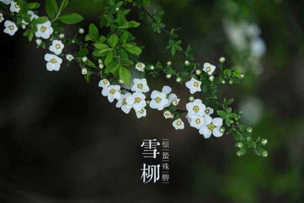 女生跟女生说你是第三种绝色