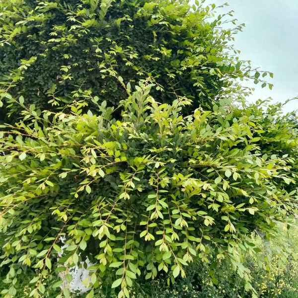 冰冻三尺非一日之寒出自,冰冻三尺非一日之寒的含义