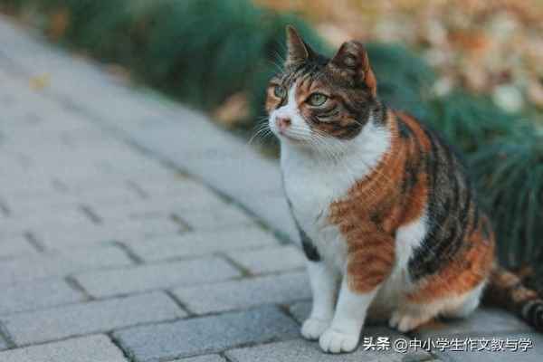 猫的观察记录报告_猫的观察记录报告表