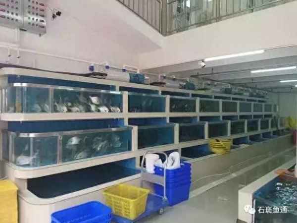 斑桂花魚多少錢一斤-桂花斑魚是海魚嗎