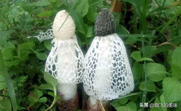 干貝竹蓀的營(yíng)養價(jià)值,竹蓀干貝粥