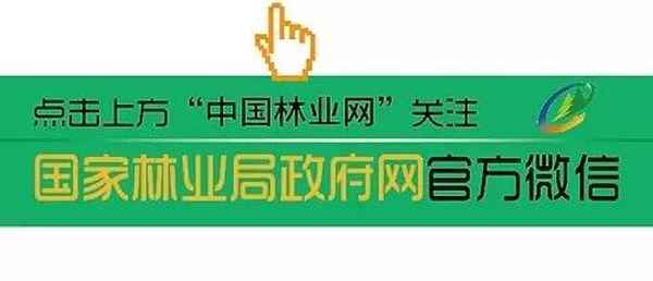 美食治_美食治愈一切