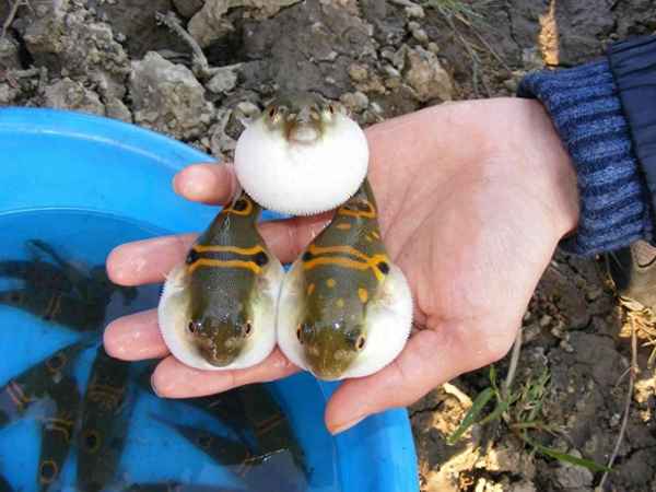 鱖魚的刺扎到手有毒嗎_鱖魚刺扎了手有毒嗎