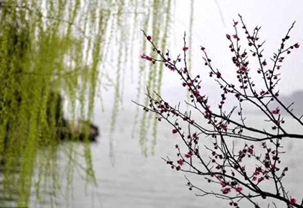 绝句僧志南原文及翻译_绝句僧志南意思