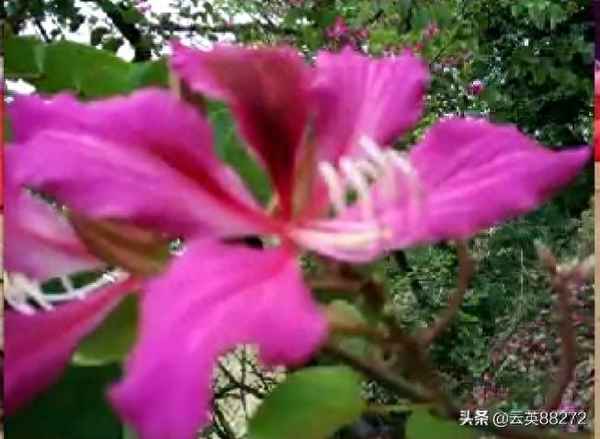 粵語在線發(fā)音字典;粵語在線發(fā)音字典官網(wǎng)
