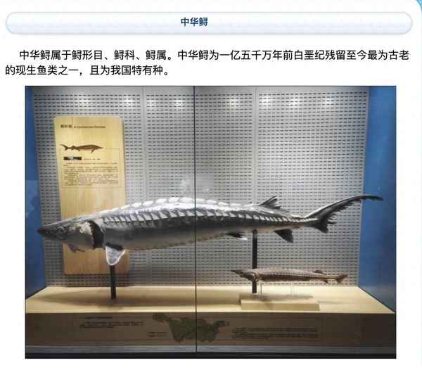 鱘魚的宰殺方法視頻-鱘魚的宰殺方法視頻講解