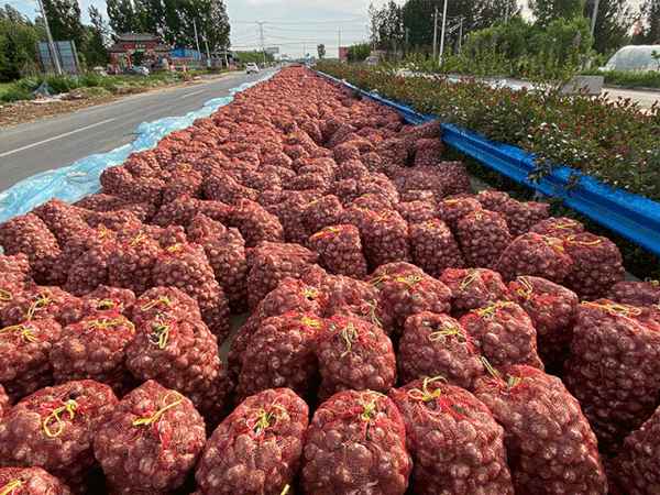 大蒜财经、大蒜未来走势专家