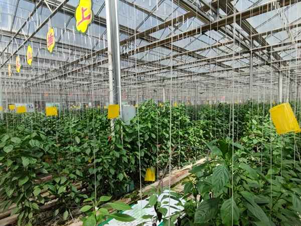 長春農(nóng)博園入口平面圖、長春農(nóng)博園入口平面圖高清