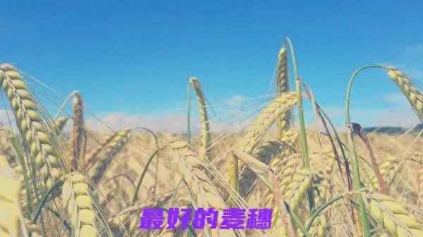 最大的麥穗經典語錄—成熟的麥穗會低頭名言
