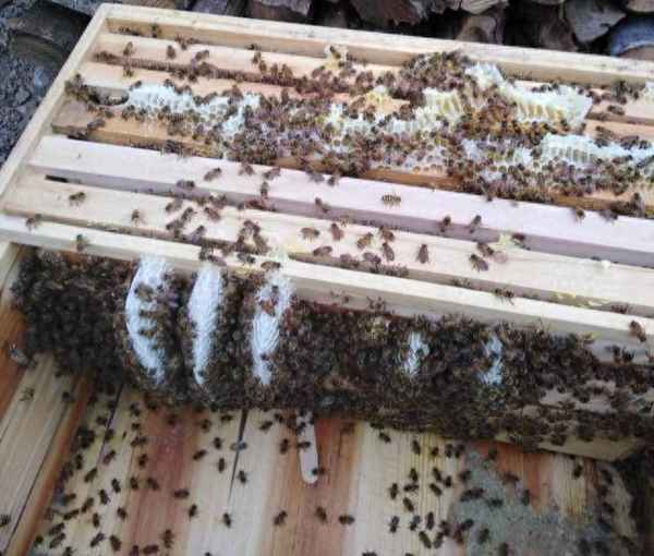 野蜜蜂收捕技巧视频_收野蜜蜂的方法视频