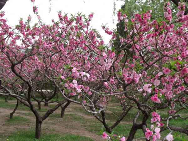 人间四月芳菲尽暗示的道理,人间四月芳菲尽体现了什么哲理