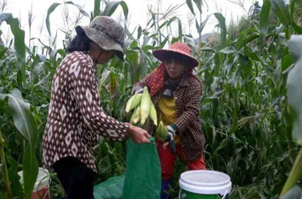 阆中扶农野猪伤人事件,阆中野猪儿号码
