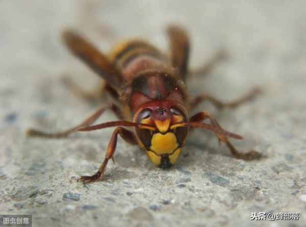 故意下毒蜜蜂怎么办_蜜蜂被投毒死了可以报案吗